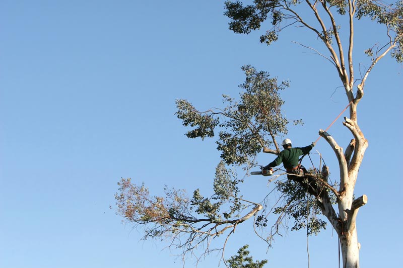 Delafield-Tree-Trimming