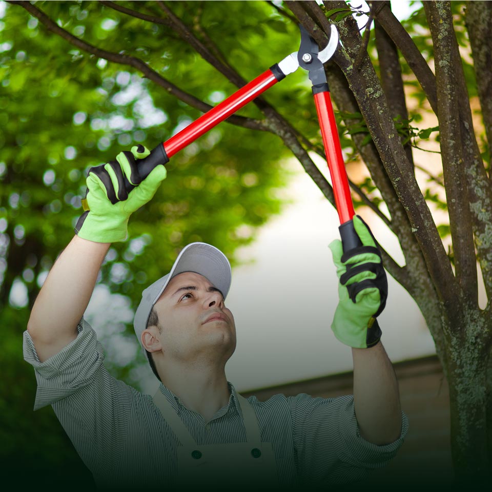 Tree-Pruning.jpg