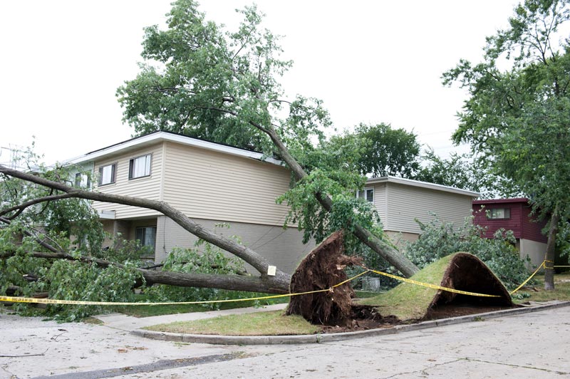 Wisconsin-Commercial-Tree-Service