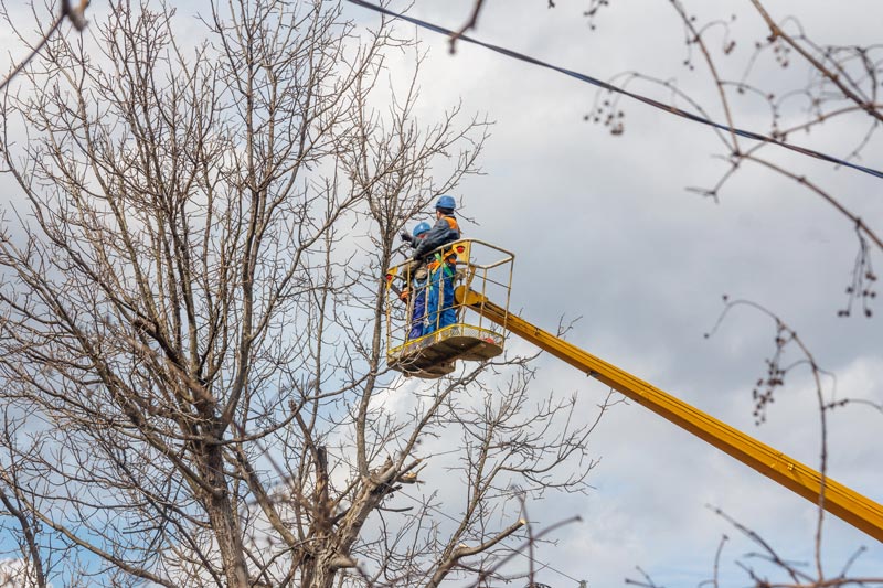hartland-tree-trimming