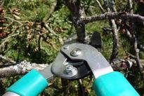 Pruning Tips