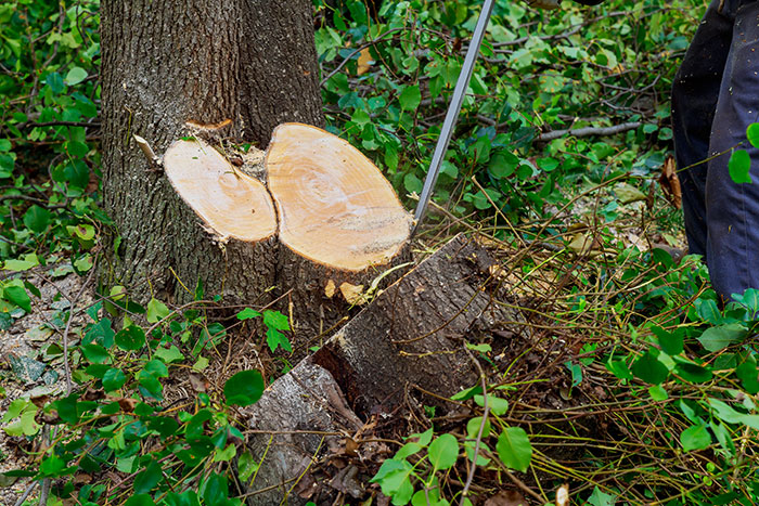 Pewaukee Tree Shredder