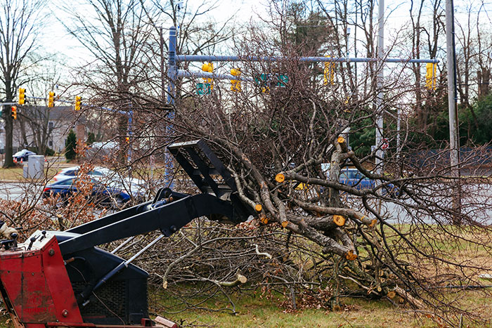  Tree Trimming & Cutting