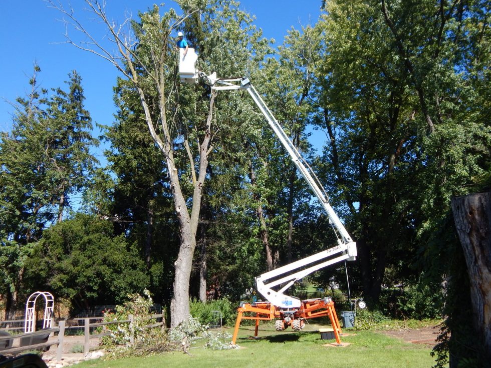 Delafield-Tree-Trimming