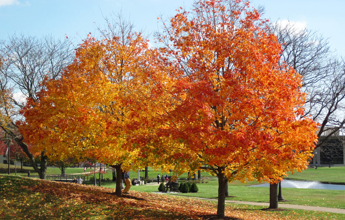 Wisconsin-tree-care