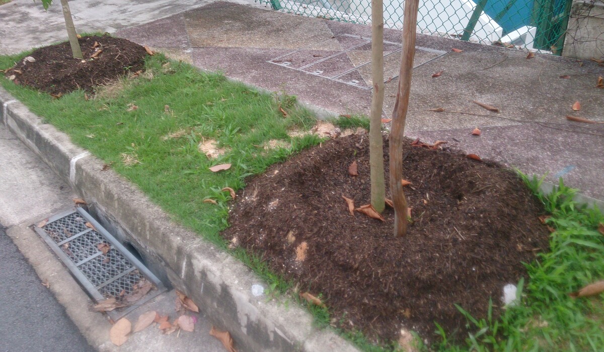 tree-cultivation-tips