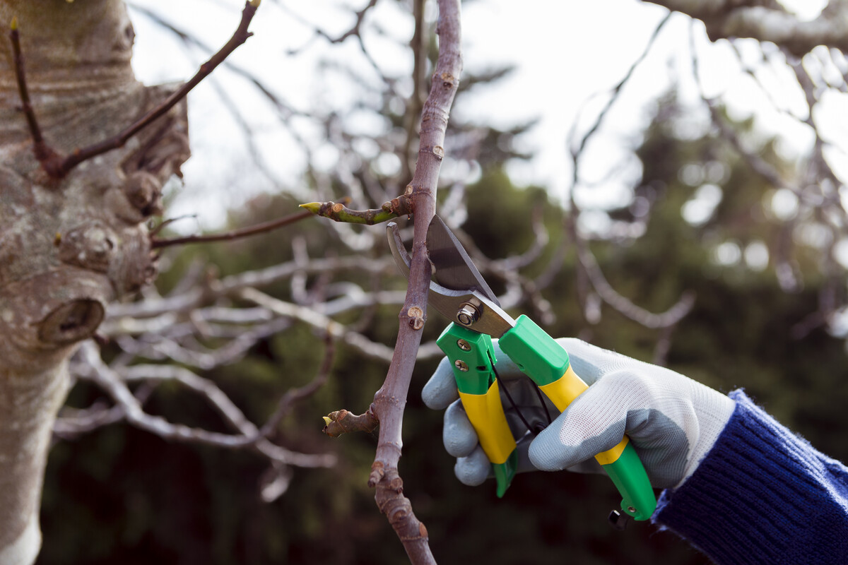 tree-pruning
