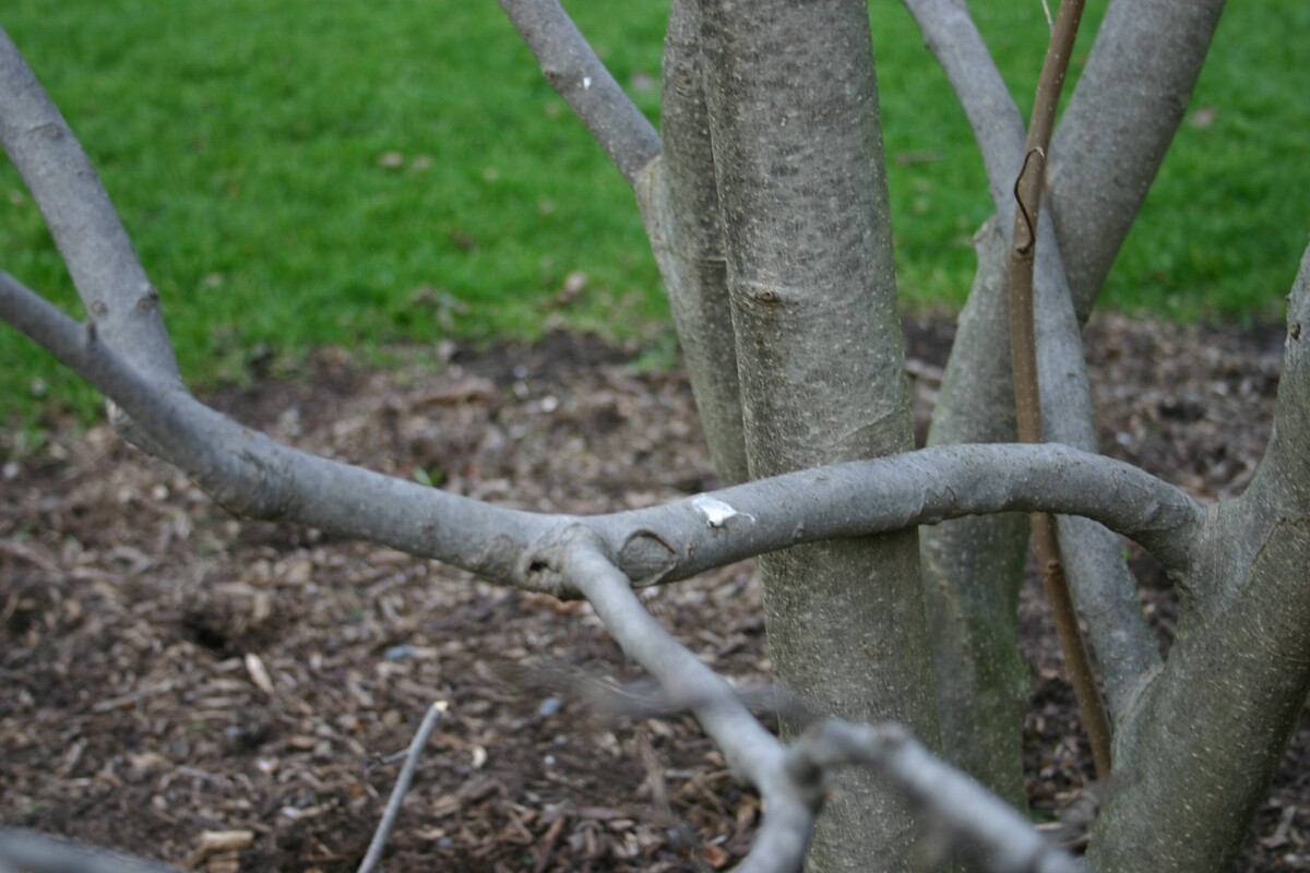 tree-trimming