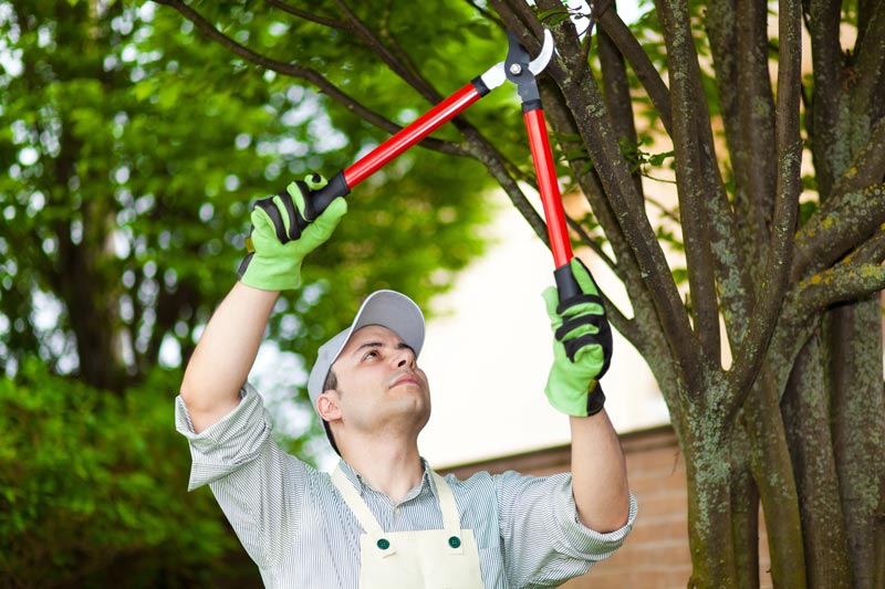 MertonTreePruning MertonTreePruning