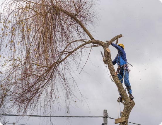 Pewaukee-Tree-Service Pewaukee-Tree-Service