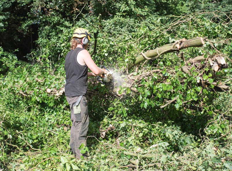 Wisconsin-Tree-Removal Wisconsin-Tree-Removal
