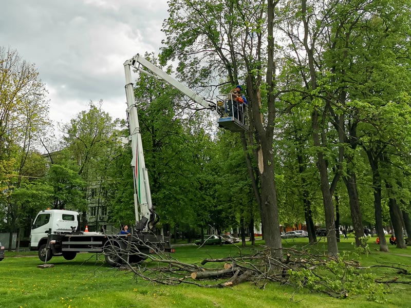 tree-trimming tree-trimming