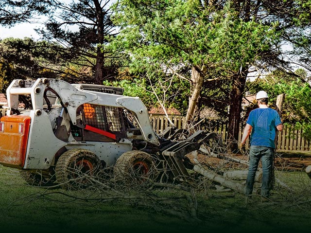 North-Lake-Tree-Removal