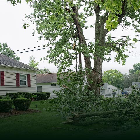 residential-commercial-tree-contractor